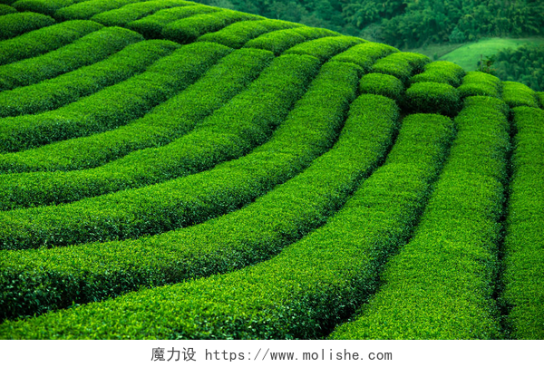 绿色茶园风景茶